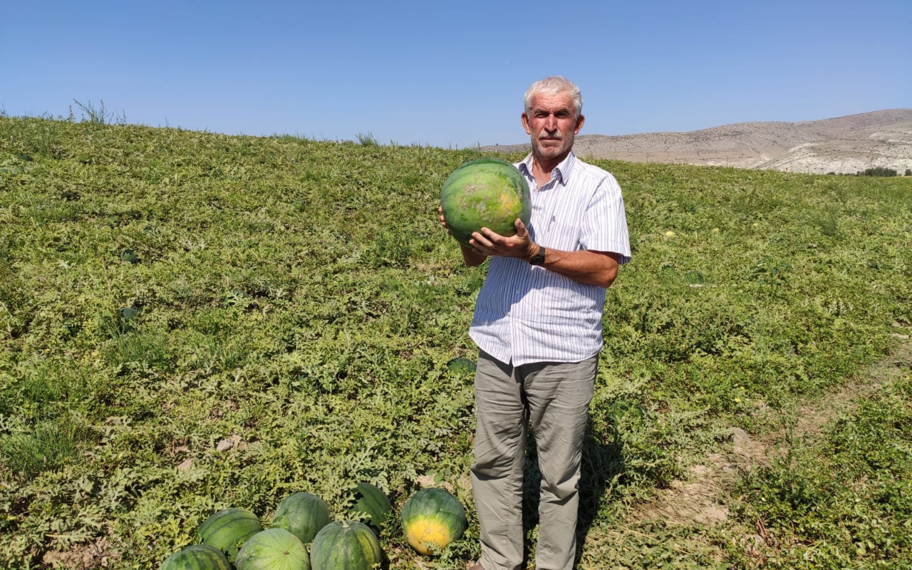 Tohumunun nereden geldiği bilinmiyor! Güreş karpuzu 6 ay bozulmuyor