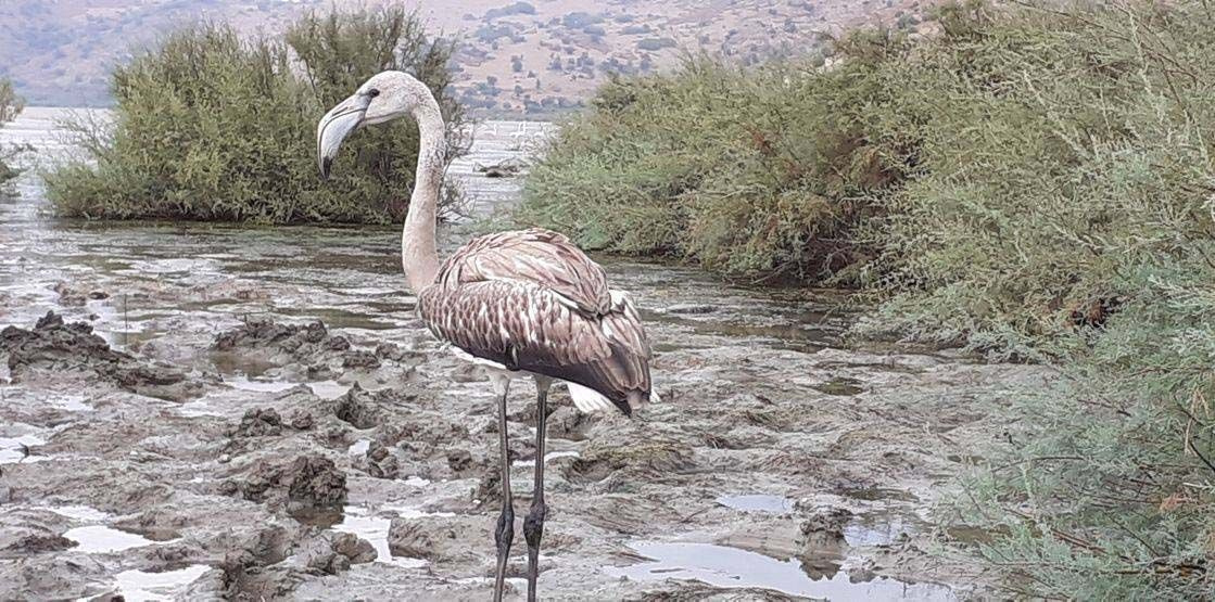 Kuşadası'nda yolunu şaşıran flamingoyu hayvanseverler göle bıraktı