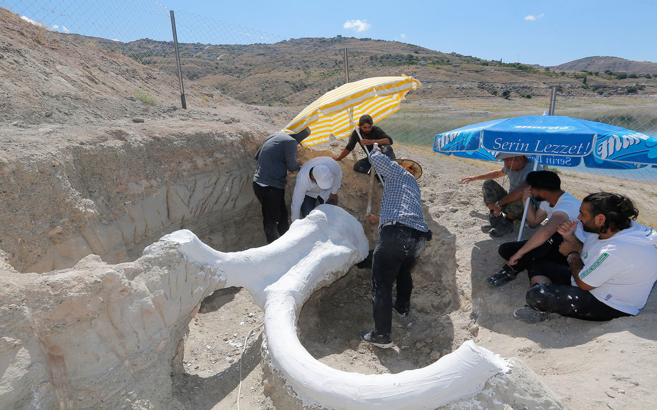 Kayseri'de 7,5 milyon yıllık fillerin atasına ait fosil alçı ceket yöntemiyle taşındı