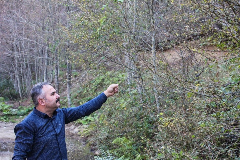 Kütahya ve Bursa'da orman bu hale geldi! Sebebi ise yangın değil