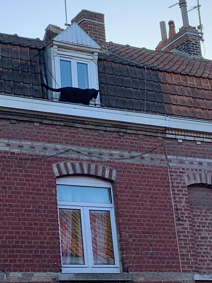 Fransa'da çatı katında panter şoku