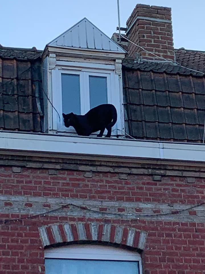 Fransa'da çatı katında panter şoku