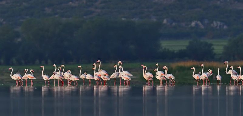 Tehlike çanları çalıyor! Flamingoların bir gölü daha kurudu