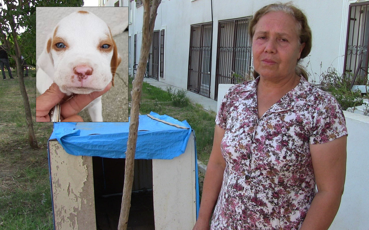 Hatay'da köpek Rodi beş ayda ikinci kez kaçırıldı