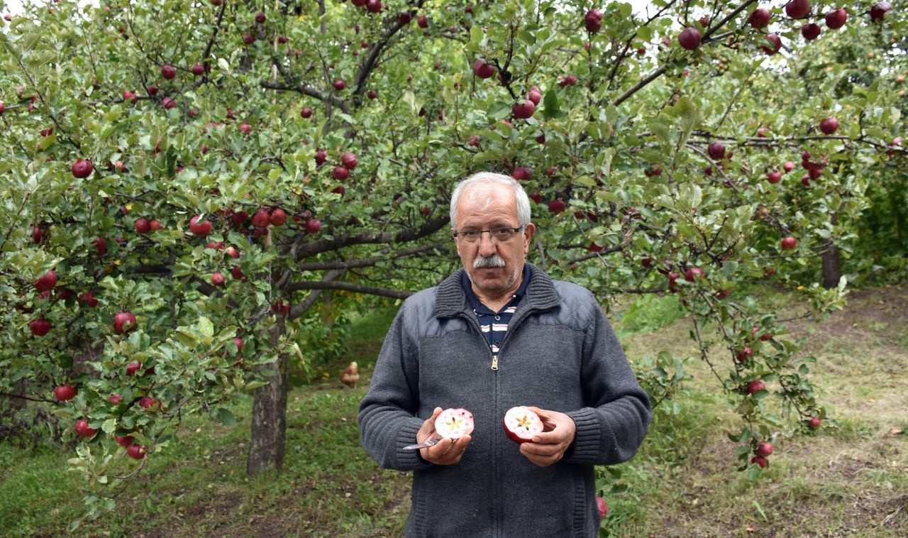 Daha önce böyle elma görmediniz Türkiye'nin sadece bir ilçesinde yetişiyor