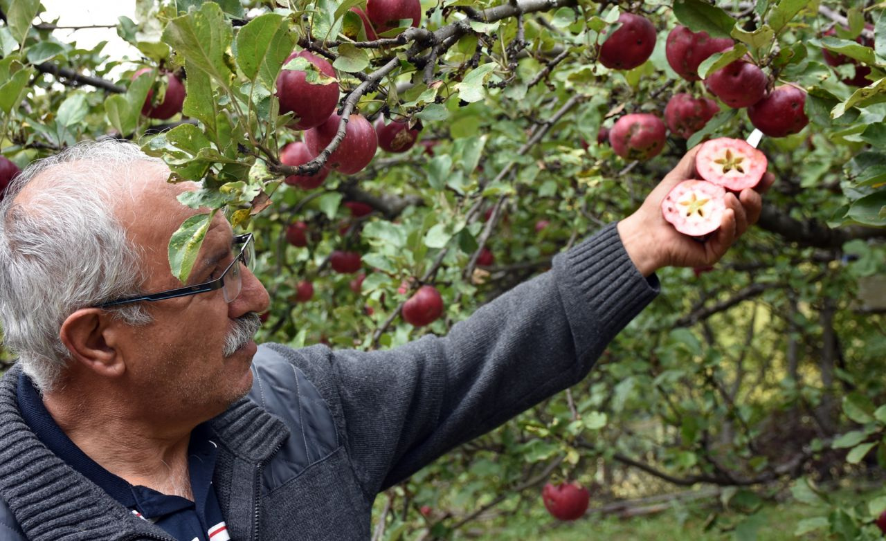 Daha önce böyle elma görmediniz Türkiye'nin sadece bir ilçesinde yetişiyor