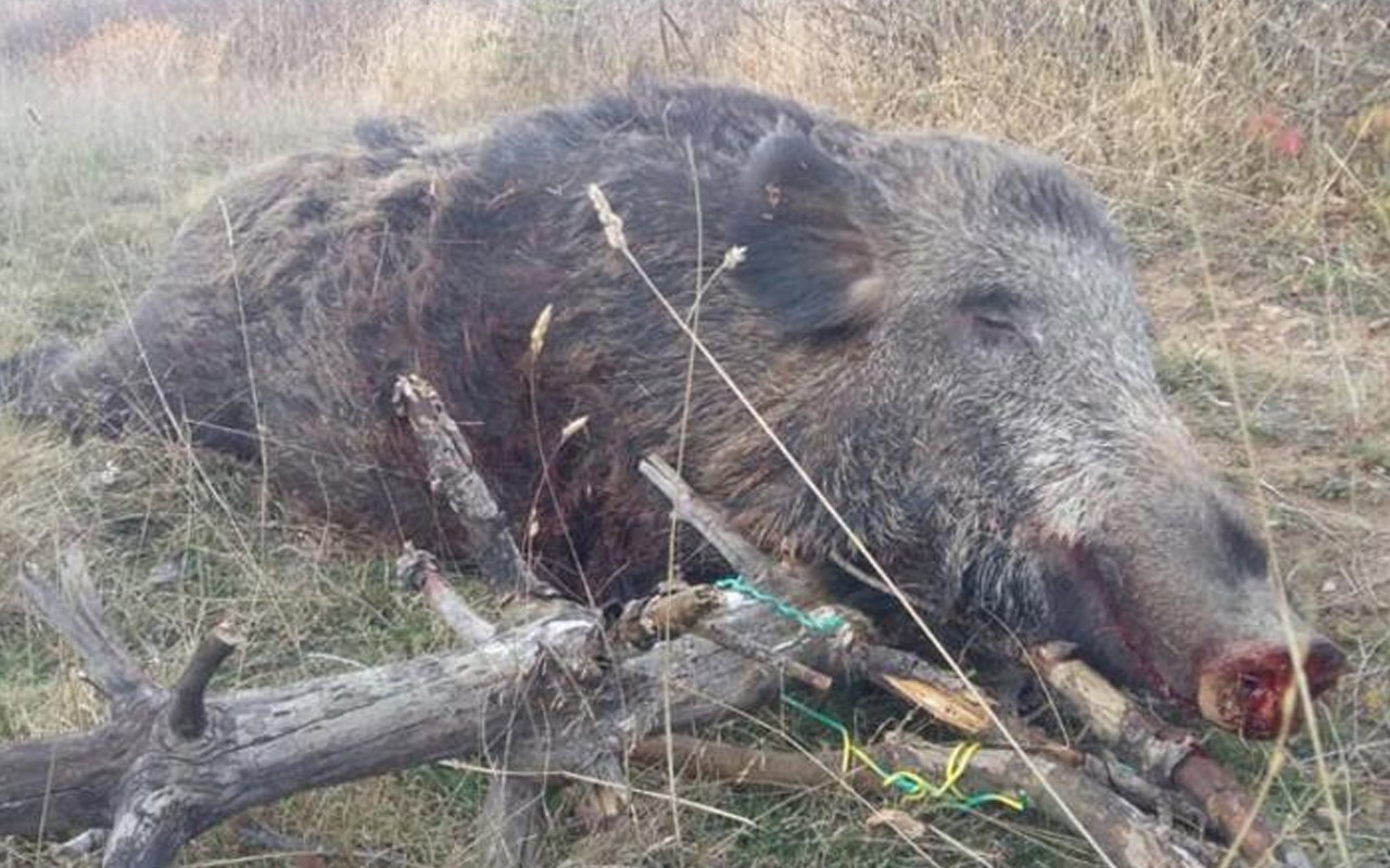 270 kilogram ağırlığında yaban domuzu vurdu