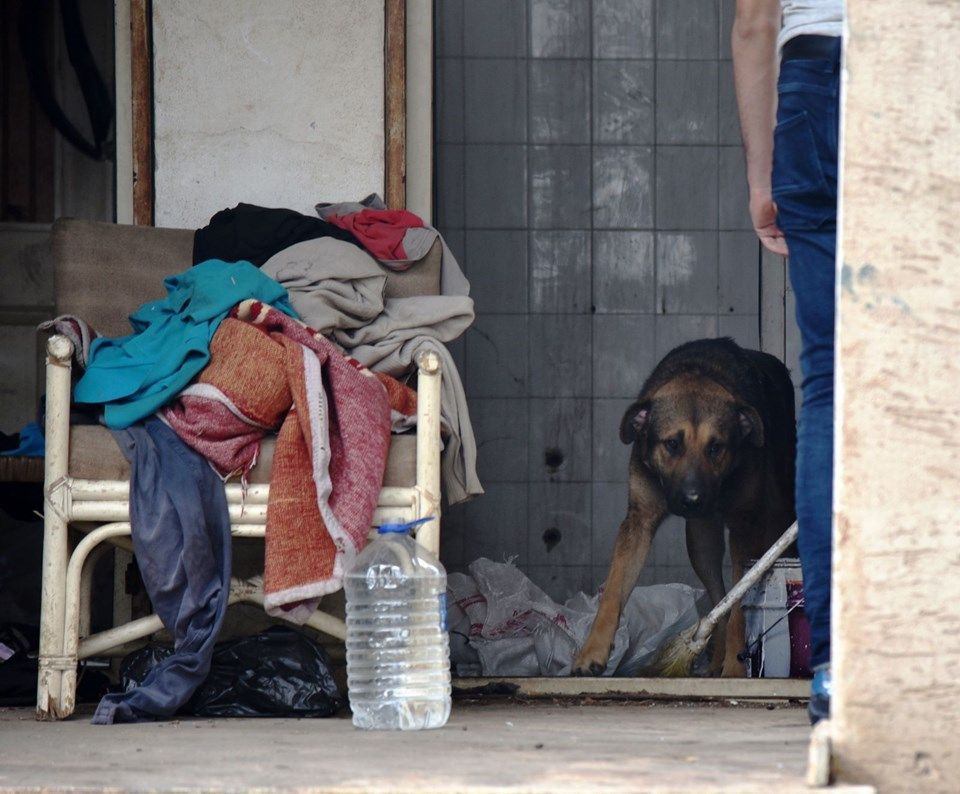 Sahibi ölen köpeğin 1 hafta boyunca yaptığı herkesi şaşırttı