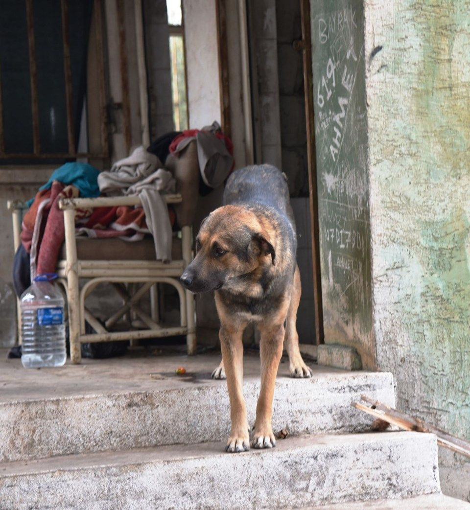 Sahibi ölen köpeğin 1 hafta boyunca yaptığı herkesi şaşırttı