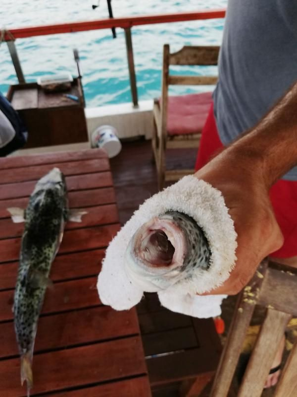Bir kızın parmağını koparmıştı! Türkiye'ye akın eden balon balığı teneke yiyor
