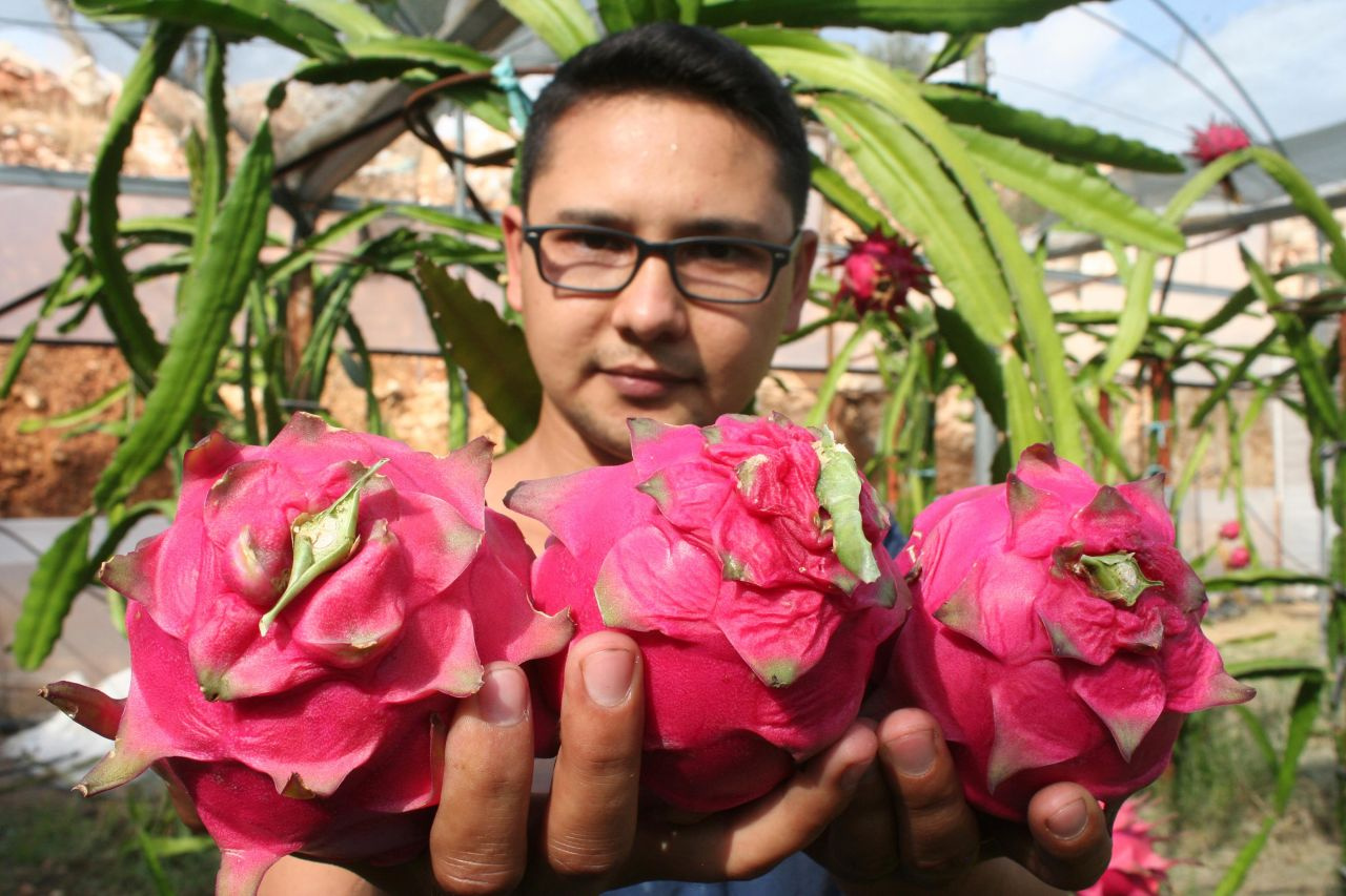 Tanesi 20 lira! Pitaya çiftçiyi zengin edecek pazar sorunu yok