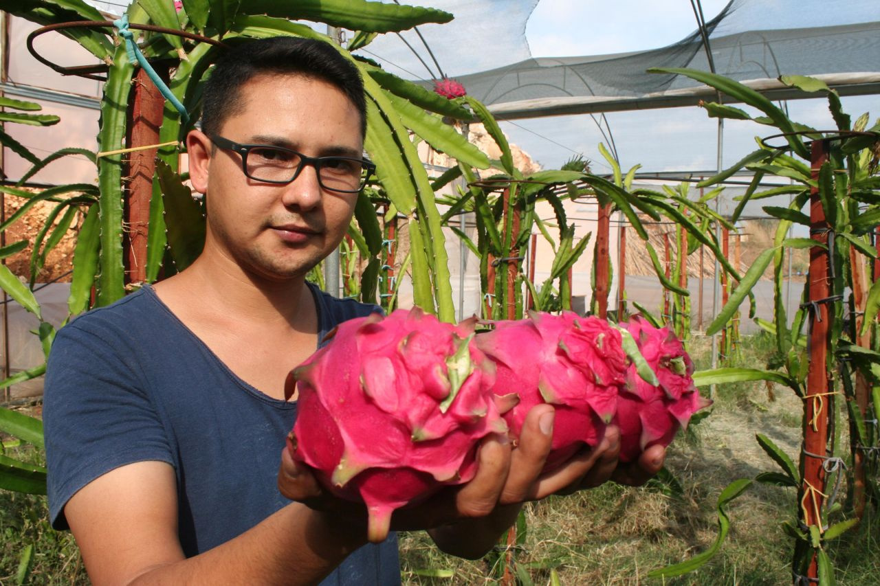 Tanesi 20 lira! Pitaya çiftçiyi zengin edecek pazar sorunu yok