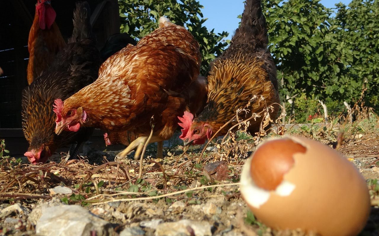 Bahçesinde yetiştirdiği tavukların yumurtasının içinden çıktı! Akıllara durgunluk verdi!