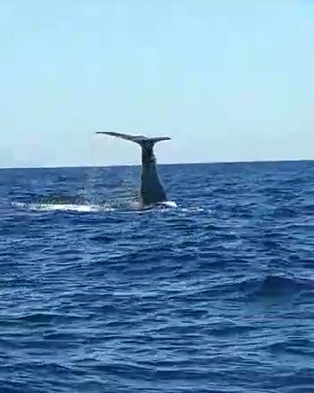 İzmir Çeşme açıklarında görülen balina ve yavrusu şaşırttı