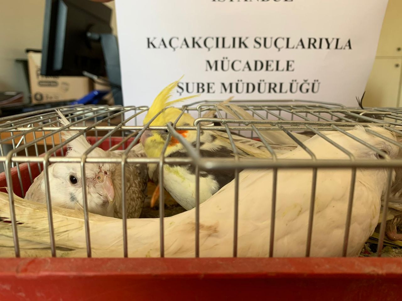 İstanbul'da otomobil bagajında 45 papağan ele geçirildi