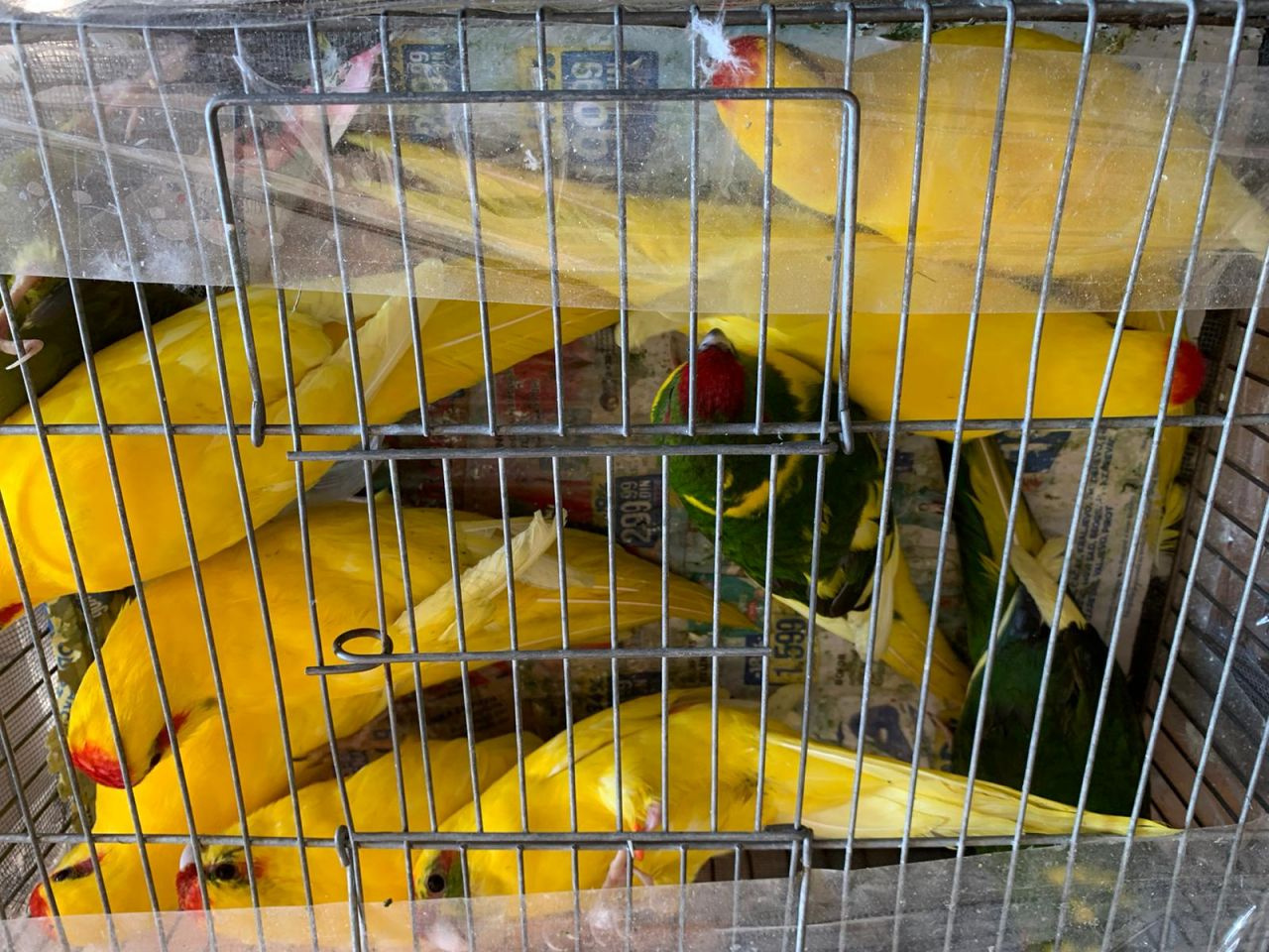 İstanbul'da otomobil bagajında 45 papağan ele geçirildi
