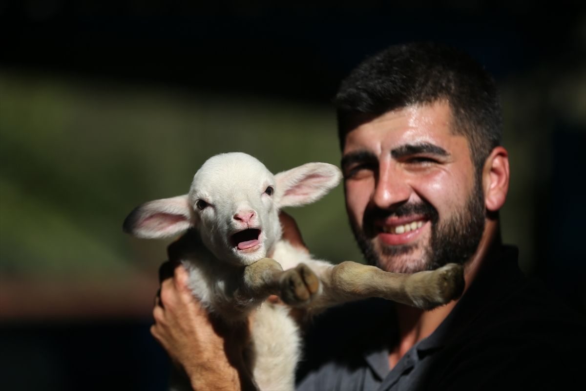 Köyde sayılarla oynayan çobanın inanılmaz yöntemleri! Sıradışı yöntemlerle kar üstüne kar ediyor