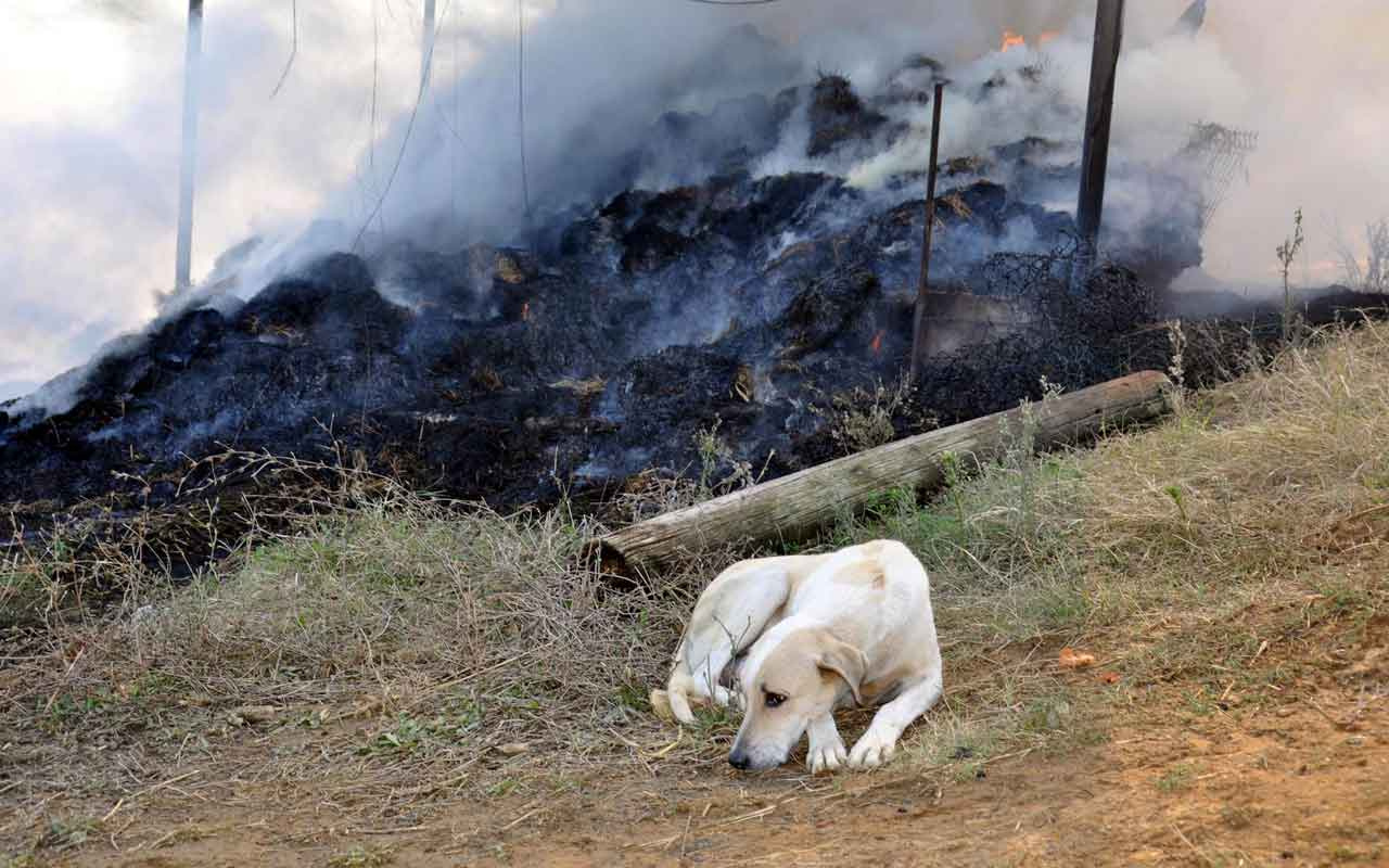 Tekirdağ'da yavrularını yangında kaybeden köpeğin yürek burkan görüntüsü