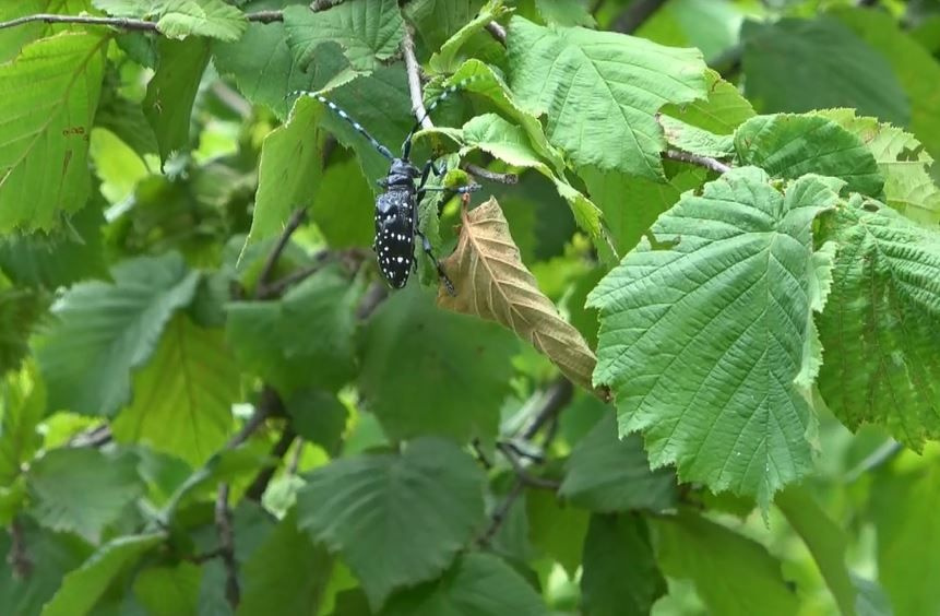 Trabzon'daki fındık bahçelerine dadandı hızla yayılıp zarar veriyor