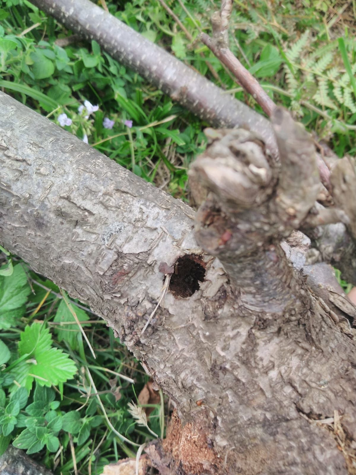 Trabzon'daki fındık bahçelerine dadandı hızla yayılıp zarar veriyor