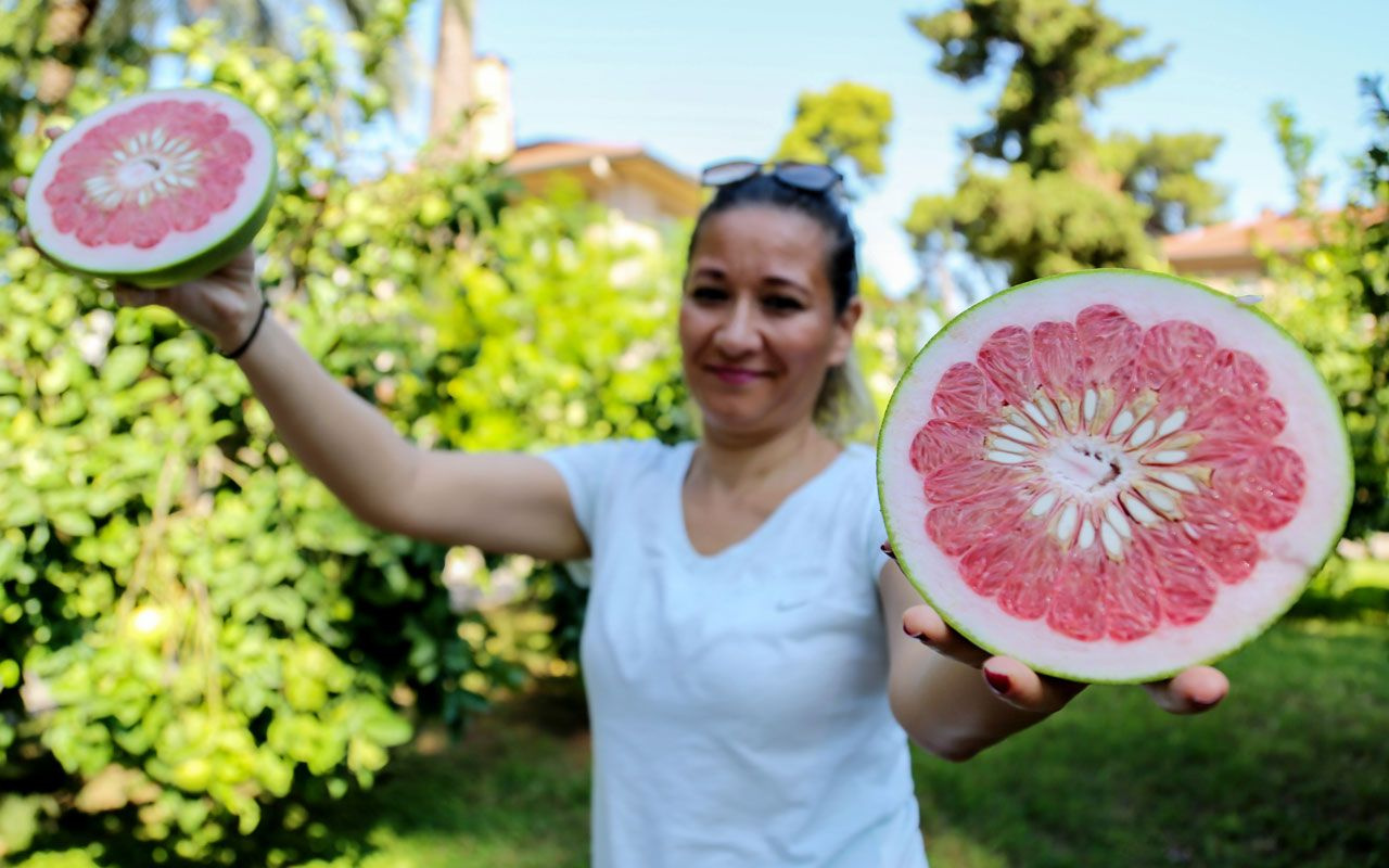 Vitamin deposu ama futbol topu diye oynanıyor Sadece Antalya'da yetişiyor