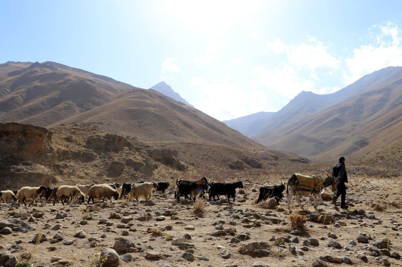 Van ve Hakkari'den dönüş başladı yolculuk koyunlarla birlikte 1 ay sürecek
