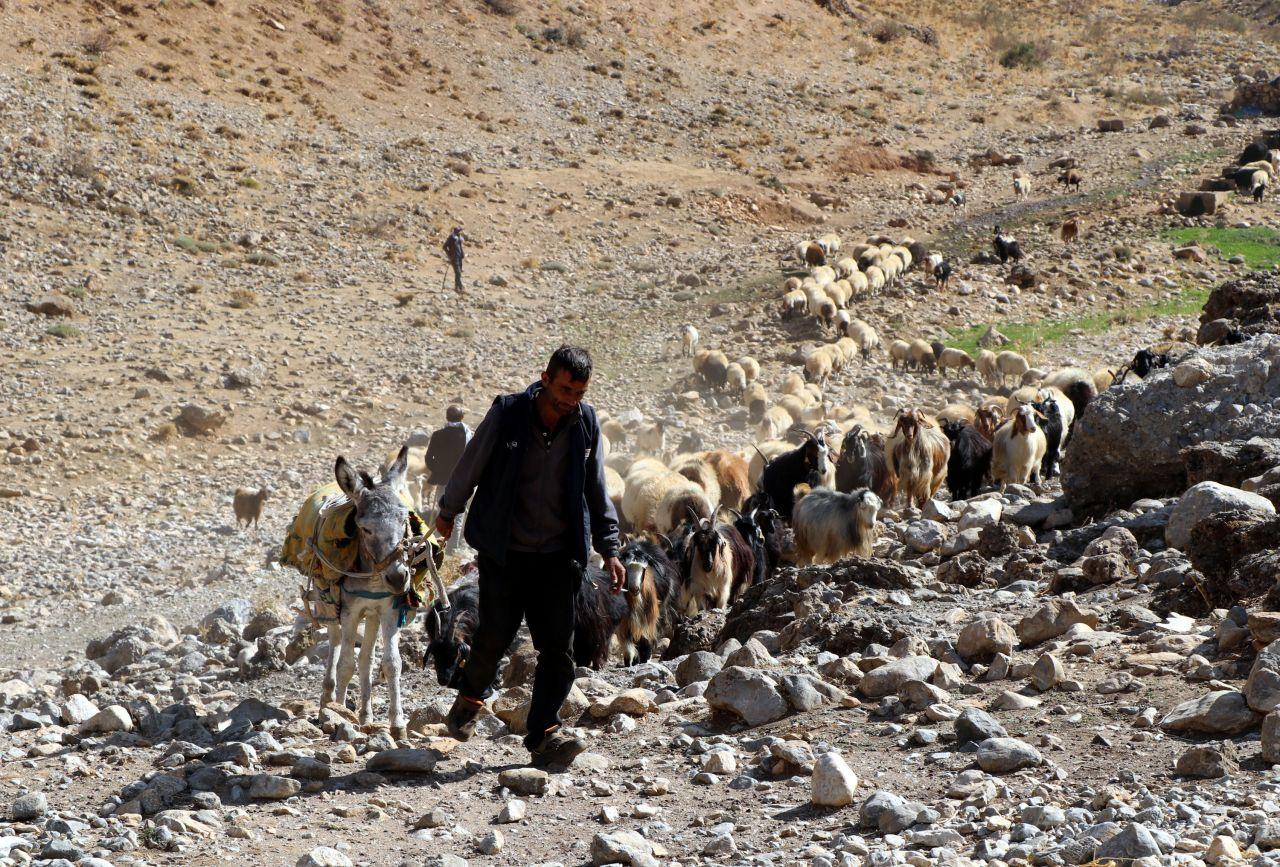Van ve Hakkari'den dönüş başladı yolculuk koyunlarla birlikte 1 ay sürecek