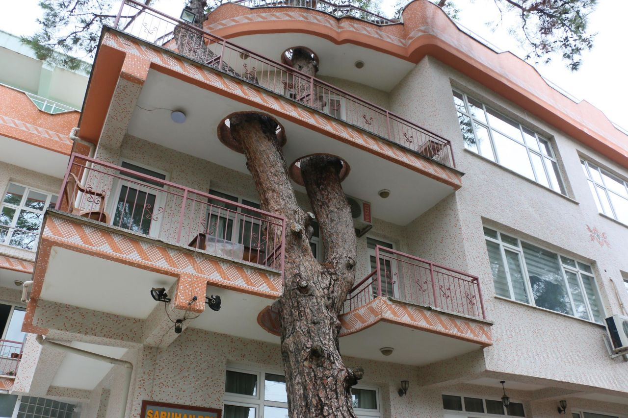 340 yıllık ağaç zarar görmesin diye yapılan binayı görenler şaşkına dönüyor