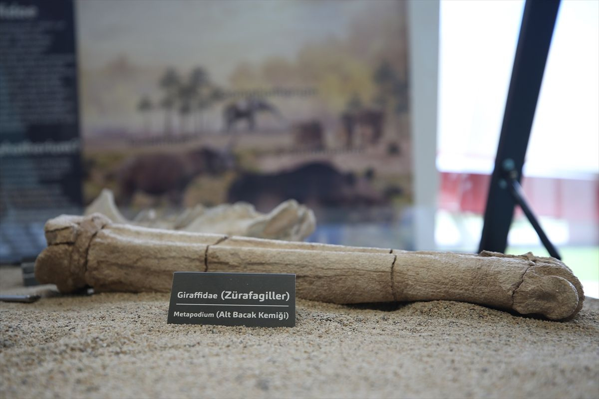 Kayseri'de mamut bulundu! Arkeoloji dünyanın ilgisini çekti