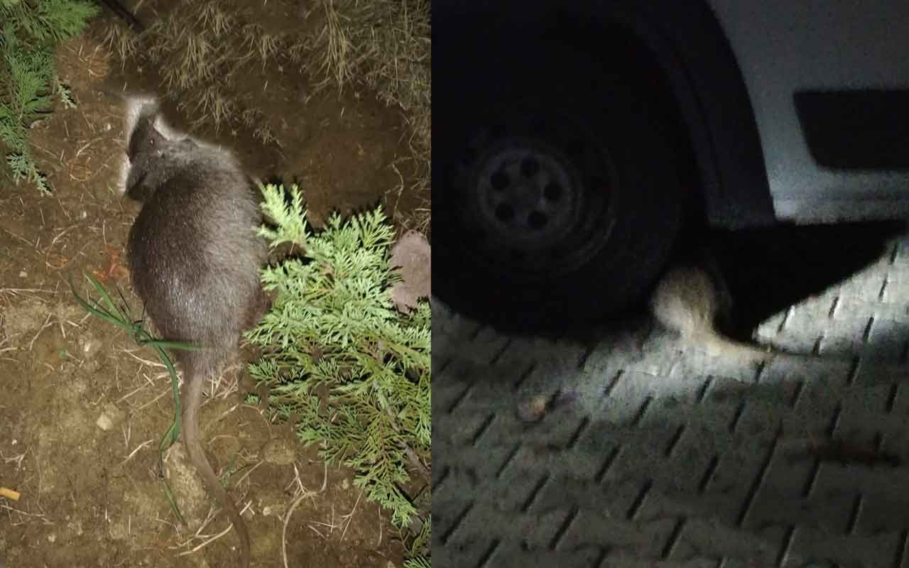 Tekirdağ’da su maymunu gören vatandaş hem korktu hem şaşırdı