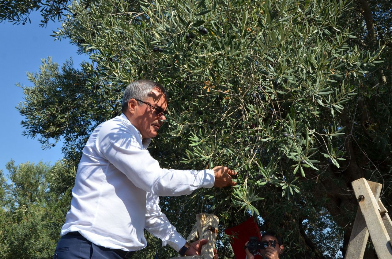 Türkiye'nin en yaşlı ağacı! Hasat yapıldı