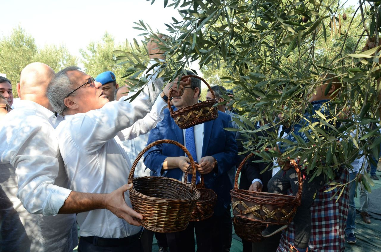 Türkiye'nin en yaşlı ağacı! Hasat yapıldı