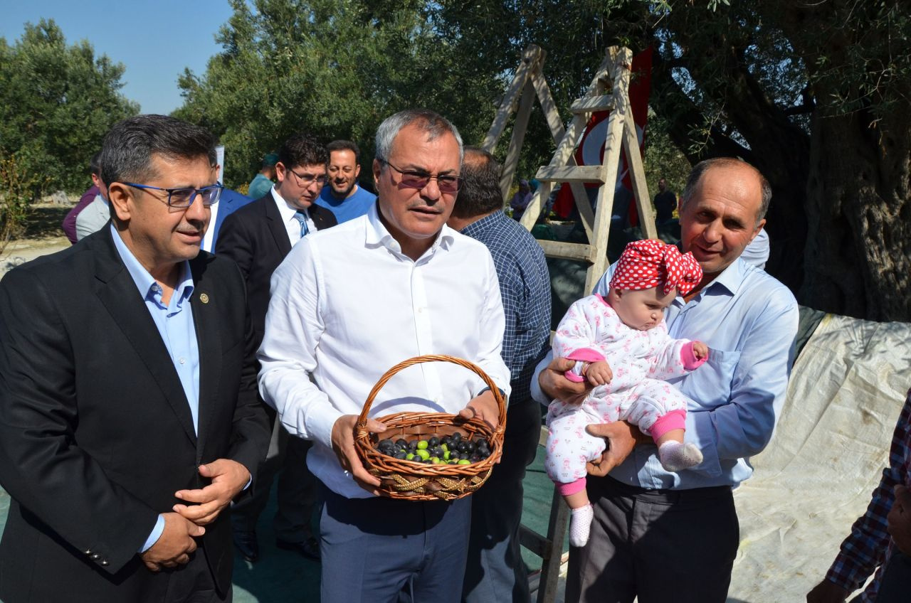 Türkiye'nin en yaşlı ağacı! Hasat yapıldı