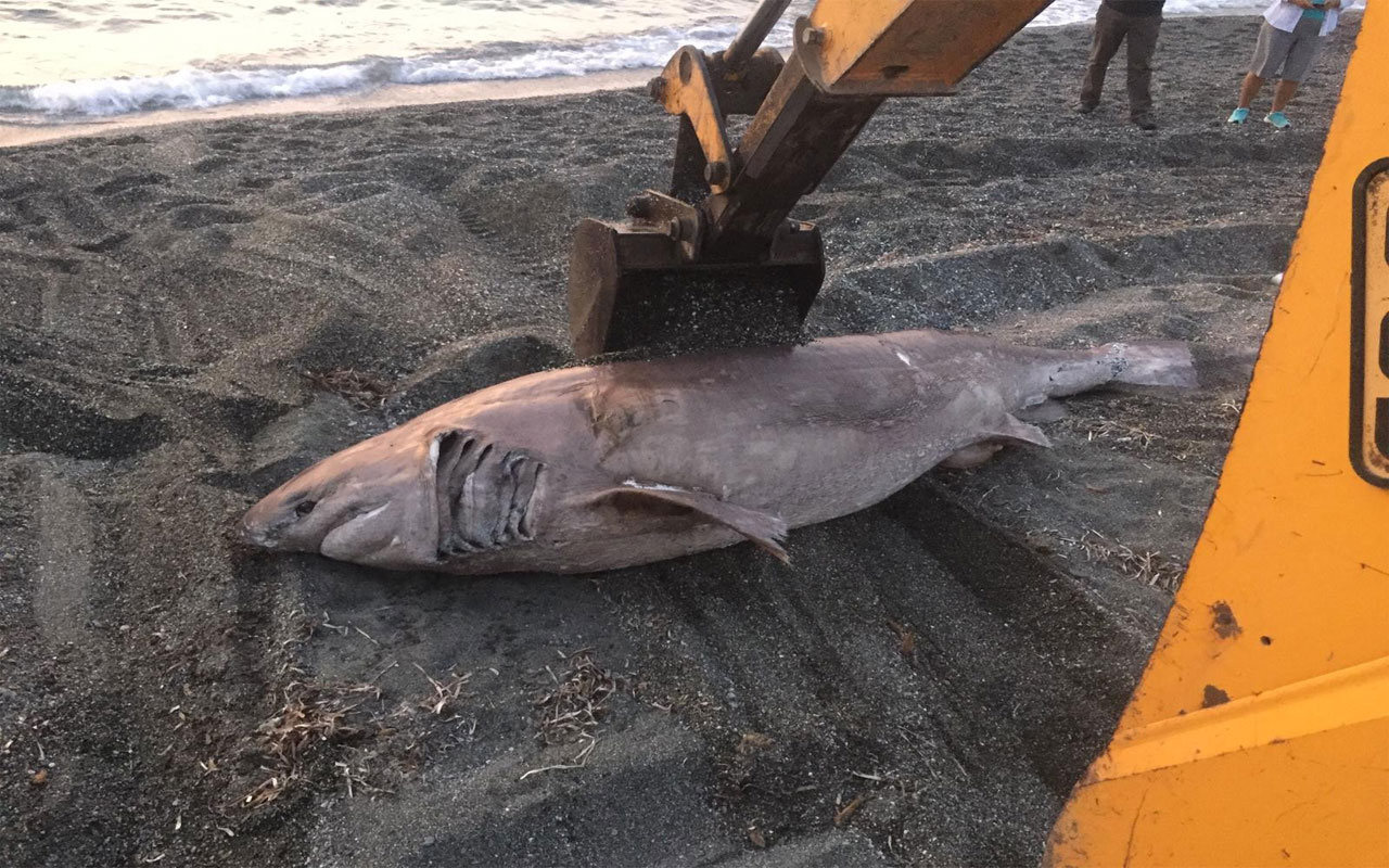 İzmir’de 3 metre uzunluğunda köpek balığı karaya vurdu