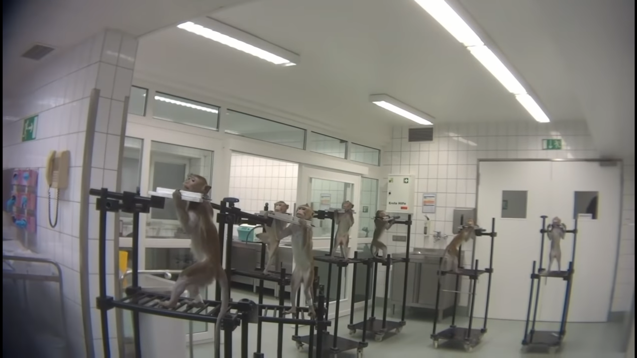 Almanya’daki bir laboratuvarda gerçekleşen hayvan deneylerinin korkunç görüntüleri