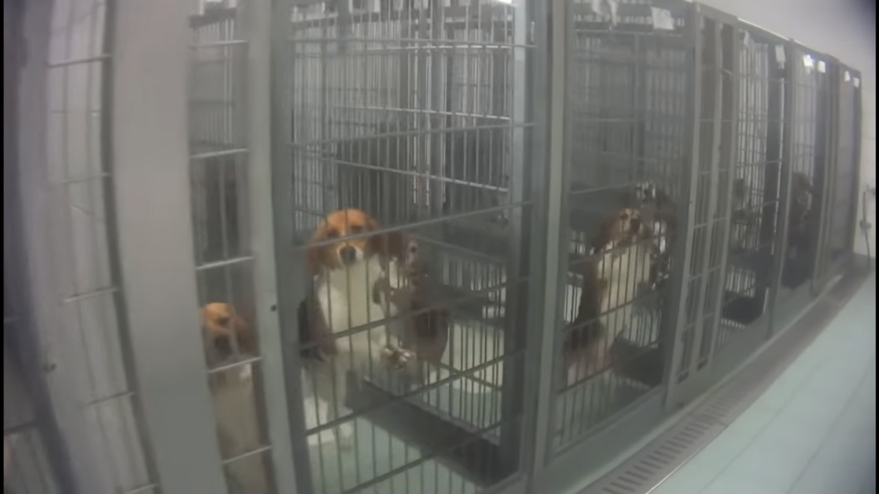 Almanya’daki bir laboratuvarda gerçekleşen hayvan deneylerinin korkunç görüntüleri