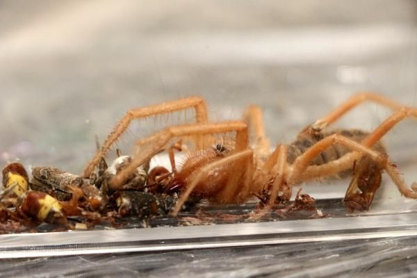 Et yiyen örümcek buldu kavanoza koyup adını Hüsamettin koydu