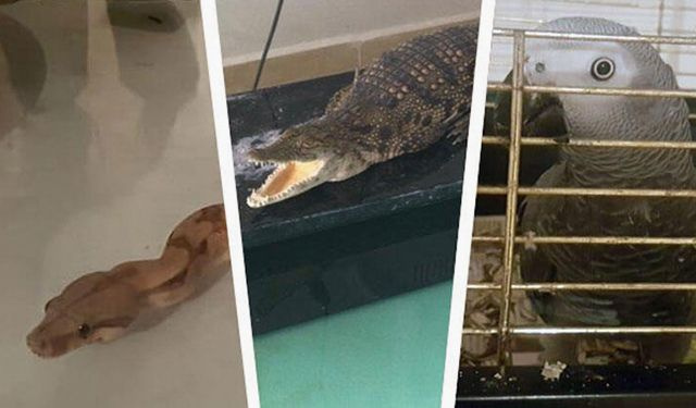 İstanbul'da timsah piton yılanı ve jako papağan satan şüpheli yakalandı
