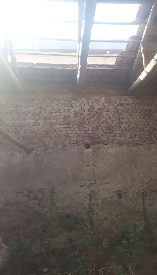 Manisa'da bir kişi çatıda havalandırma boşluğu açıp kenevir yetiştirmiş