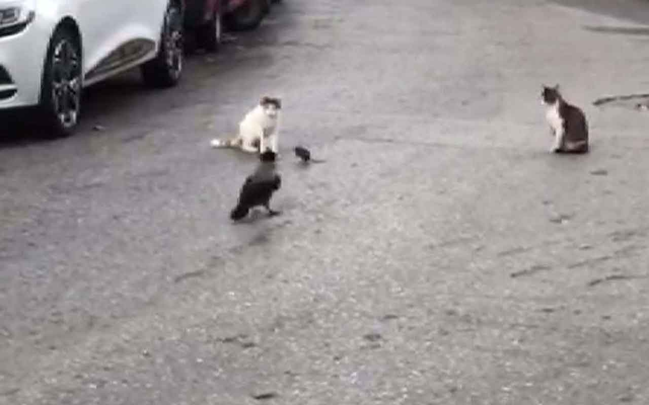 İstanbul'da kedi ve fareler oyunu oyandı kargalar seyirci oldu