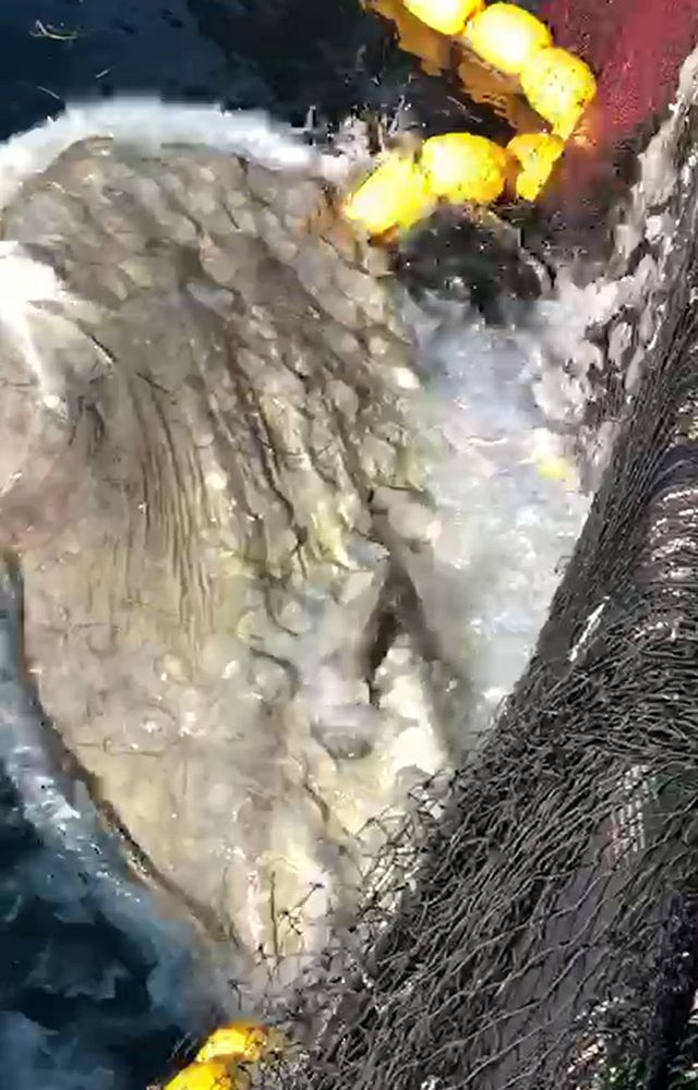 Çanakkale'de yakalanan yarım tonluk pervane balığı şaşırttı