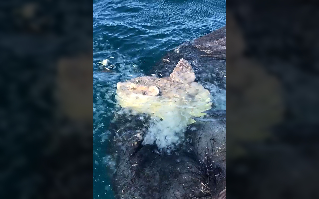 Çanakkale'de yakalanan yarım tonluk pervane balığı şaşırttı