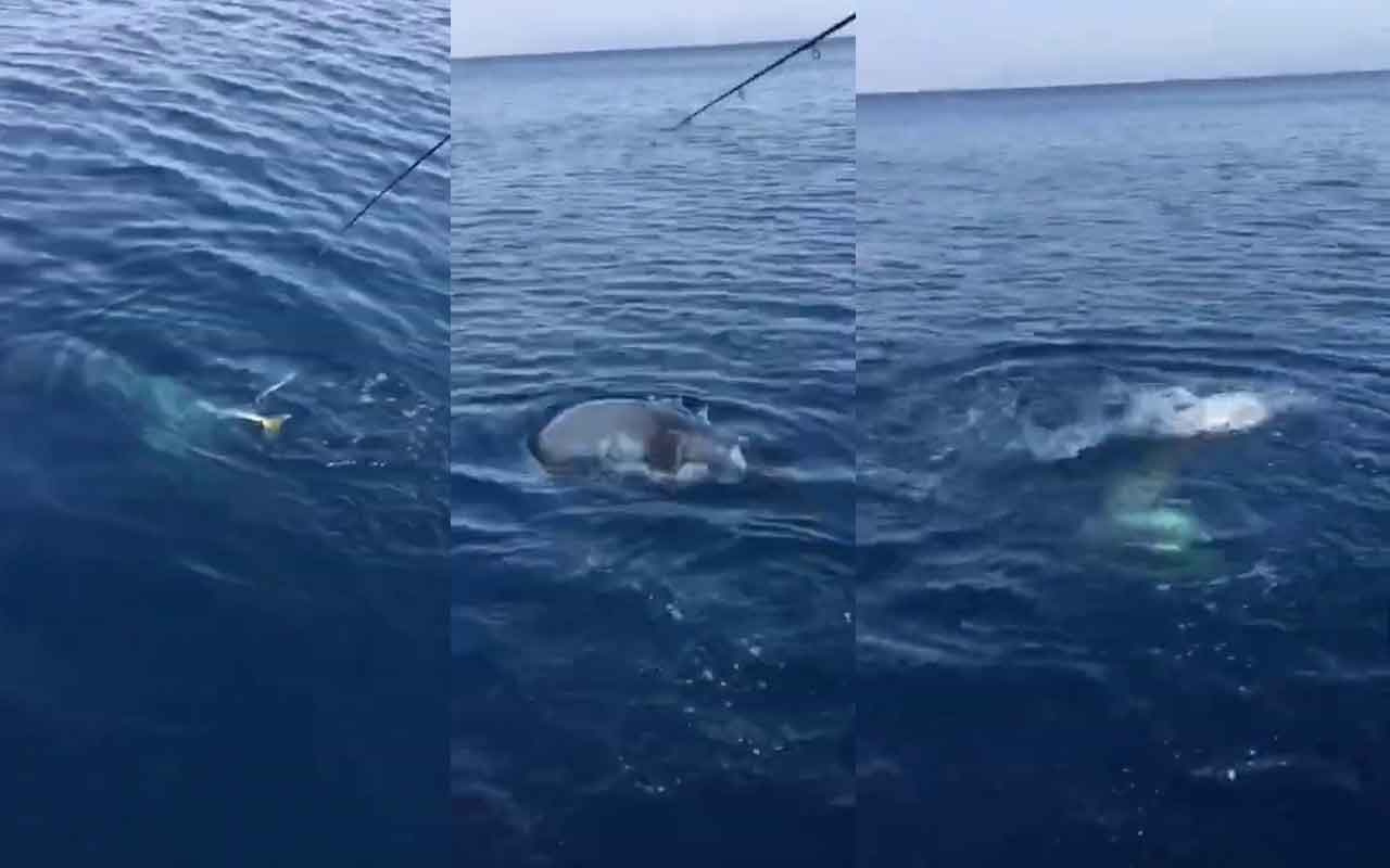 Muğla Marmaris'te görüntülendi! Oltadaki balon balığını kapıp kaçtı