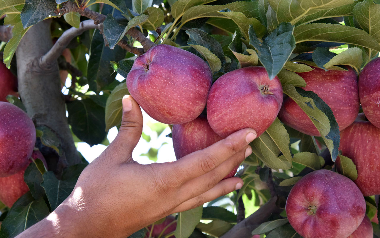 Türkiye'nin elma deposu Isparta'da rekolte 700 bin ton