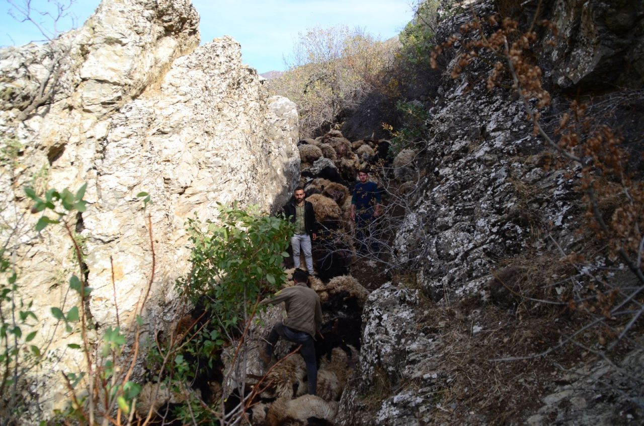 Bitlis'te uçurumdan düşen 315 koyun telef oldu