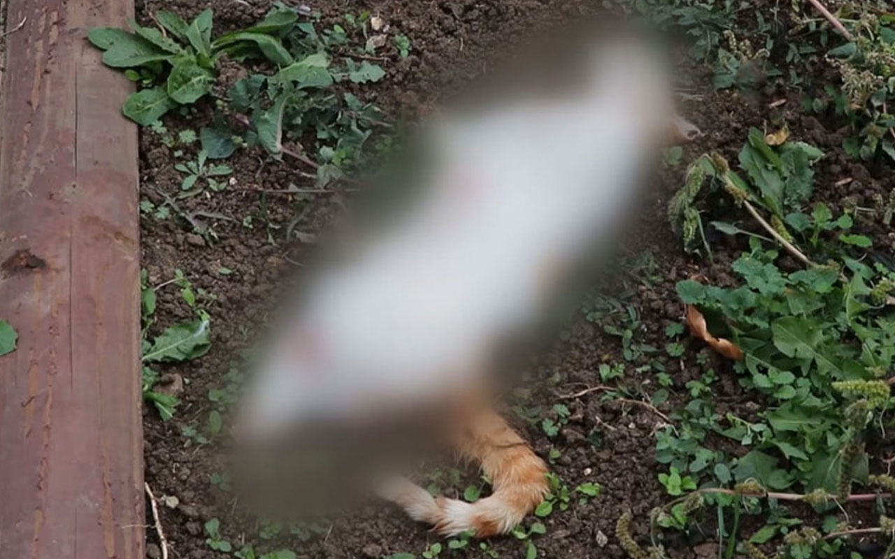 Bolu'da dehşete düşüren görüntü  4 bacağı kesilmiş kedi bulundu
