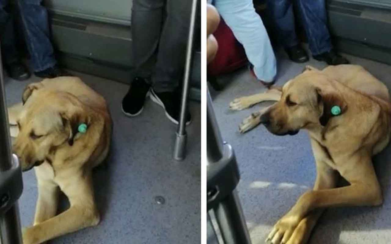 Sevimli köpeğin metrobüs yolculuğu kamerada