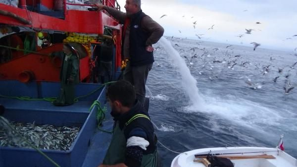 Karadeniz’de balık bolluğu! Vira Bismillah