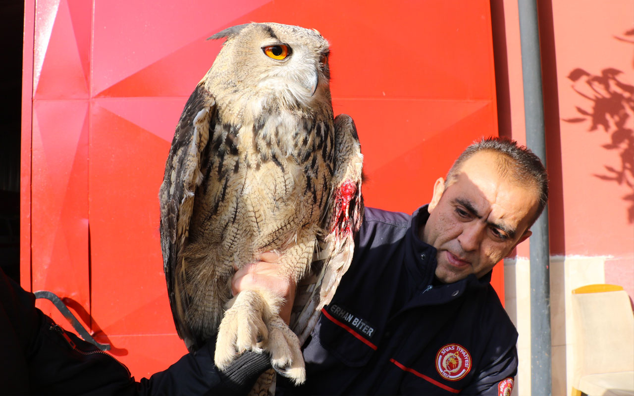 Sivas'ta devasa baykuş eve gizlice girdi çıkarılınca ilgi odağı oldu