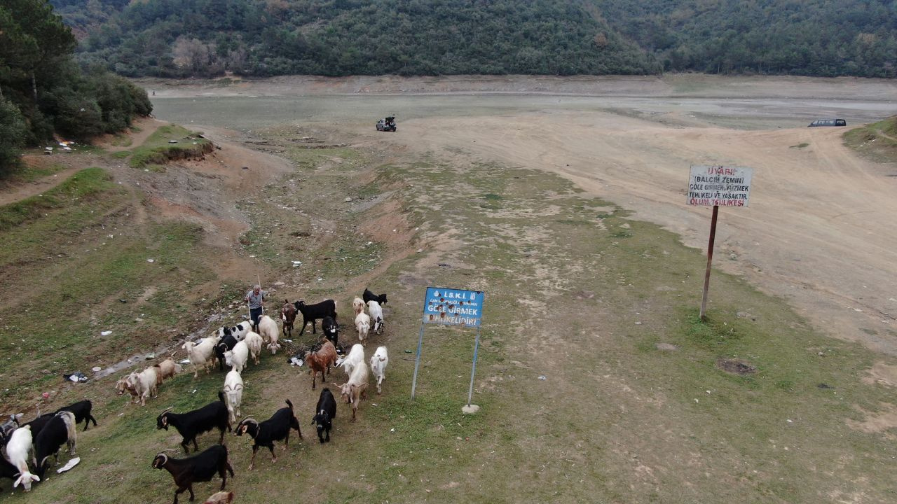 İstanbul'da tedirgin eden görüntü Balıklar yüzüyordu şimdi keçiler otluyor
